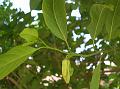 Sugar Apple